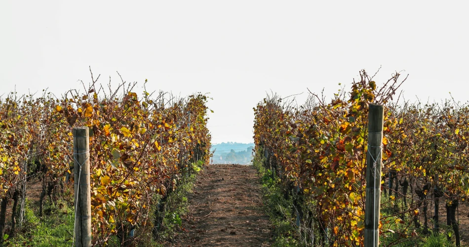 Vino y Comida en Santa Bárbara. Las Mejores Bodegas y Platos Imperdibles